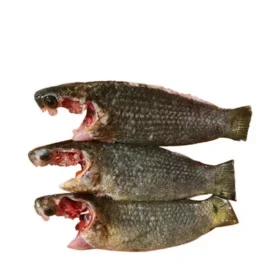 কই মাছ কাটার পর ±৫০ গ্রাম ১ কেজি