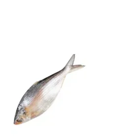আস্ত ইলিশ ±৫০ গ্রাম ৬০০ গ্রাম