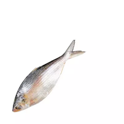 আস্ত ইলিশ ±৫০ গ্রাম ৯০০ গ্রাম